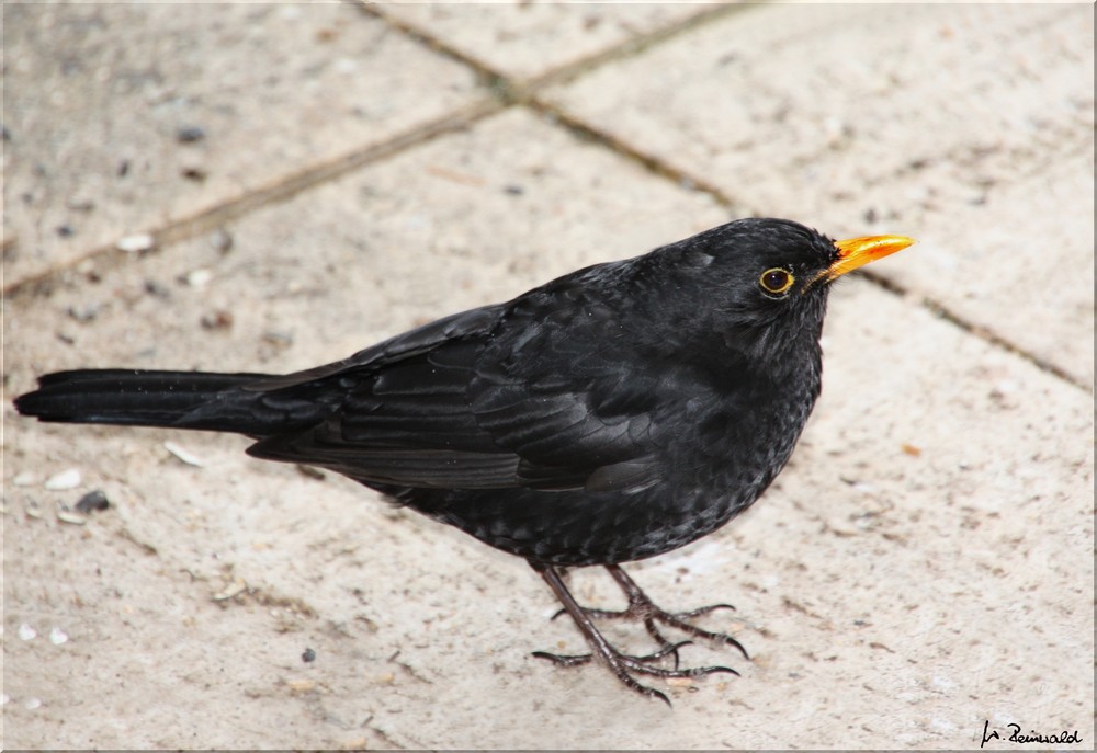 Amsel-Test