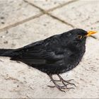 Amsel-Test