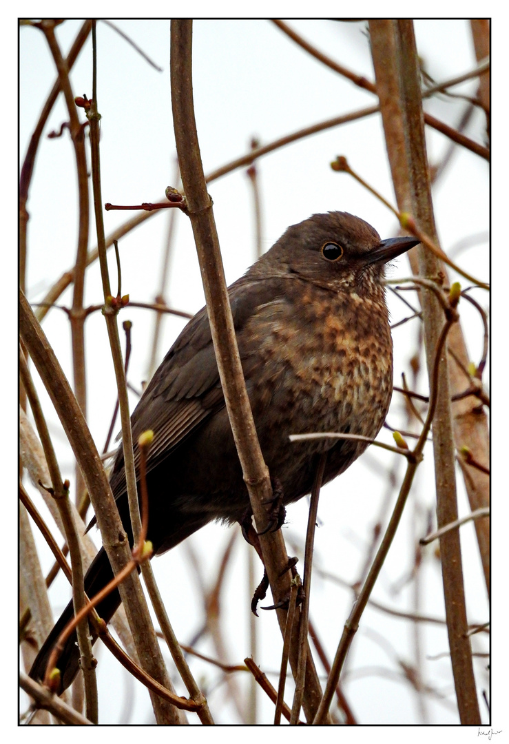 Amsel "Ton in Ton"