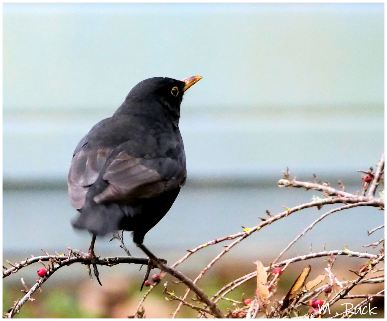 Amsel Treffen im Garten Foto & Bild tiere, wildlife, wild lebende