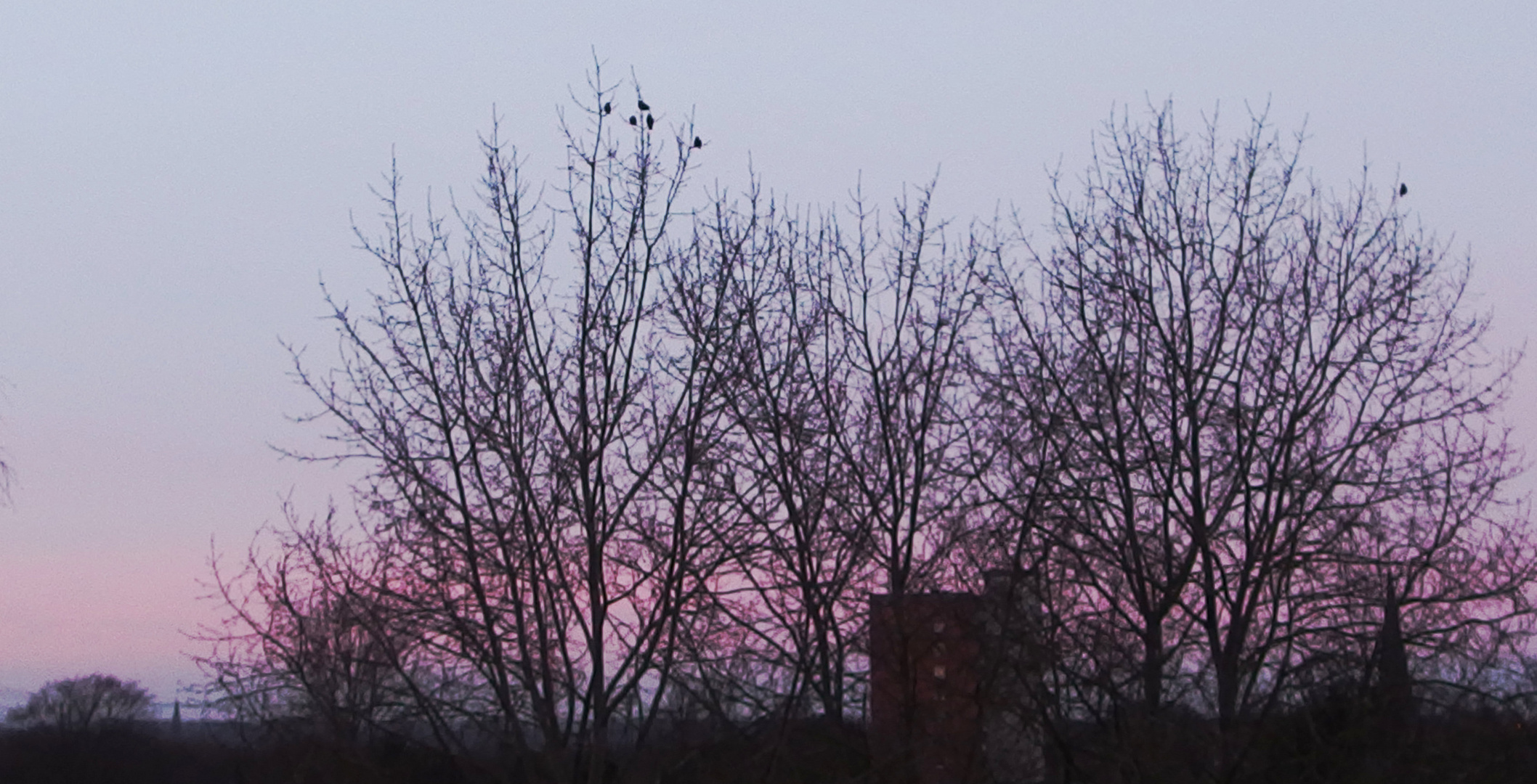 AMSEL TREFFEN Mitte Februar