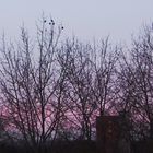 AMSEL TREFFEN Mitte Februar