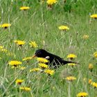 Amsel trifft Löwenzahn