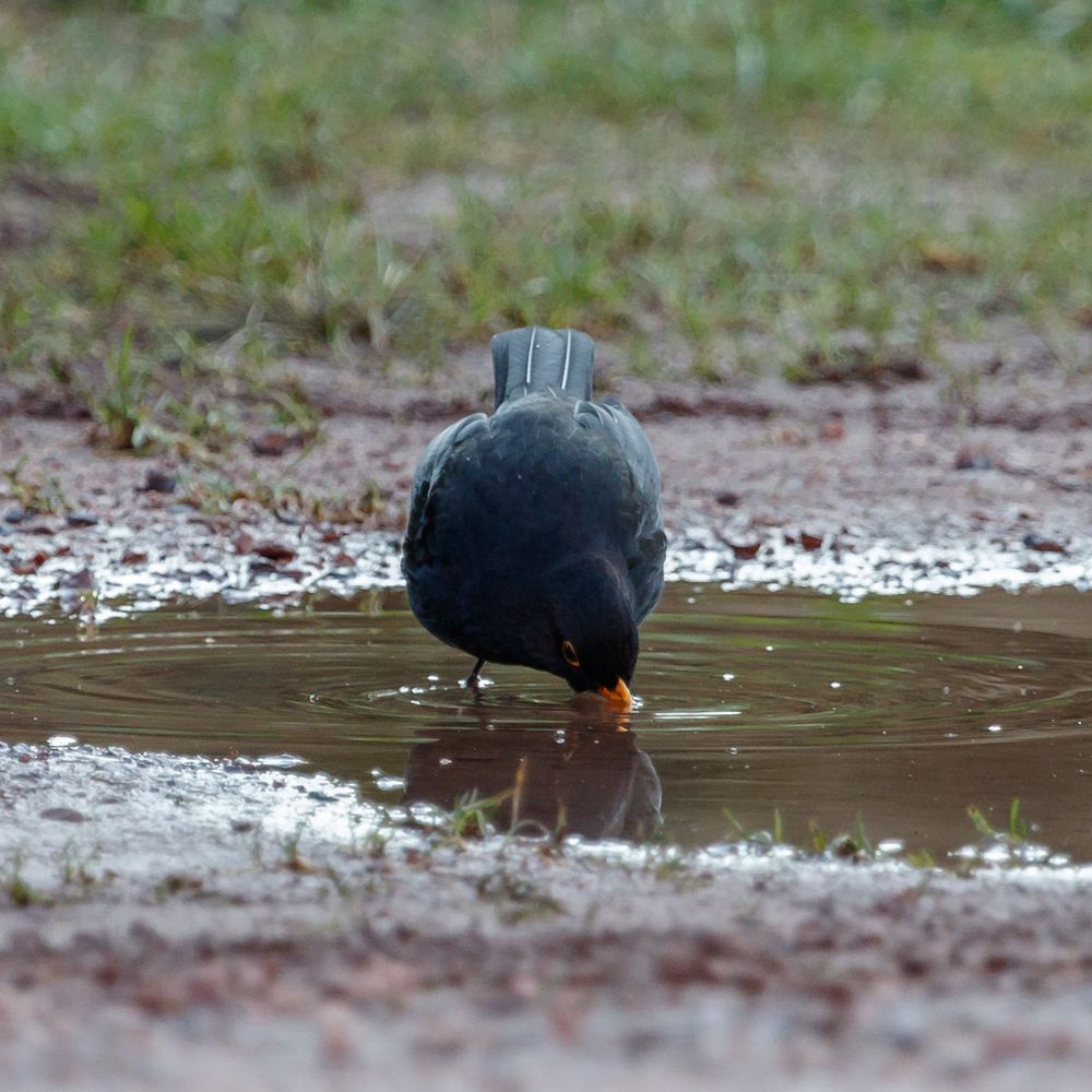 Amsel trinkend