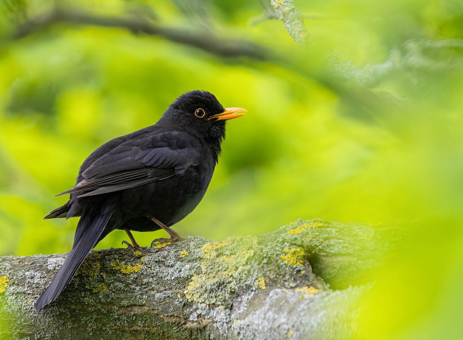 Amsel (Tudus merula)