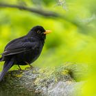 Amsel (Tudus merula)