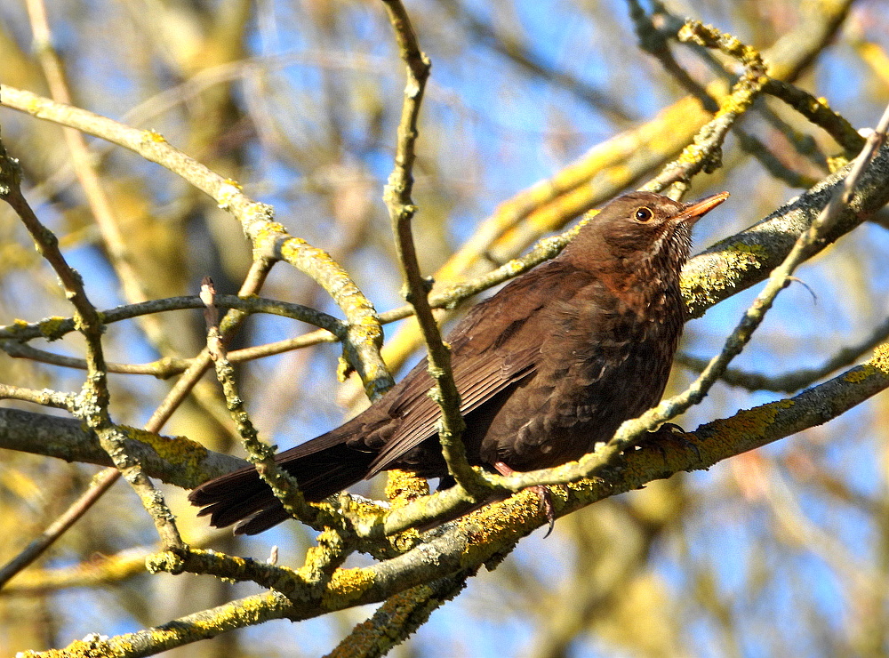 Amsel (Turdias merula) 