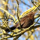 Amsel (Turdias merula) 