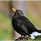 --- Amsel --- (Turdus merrula )