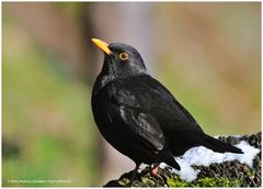 --- Amsel --- (Turdus merrula )