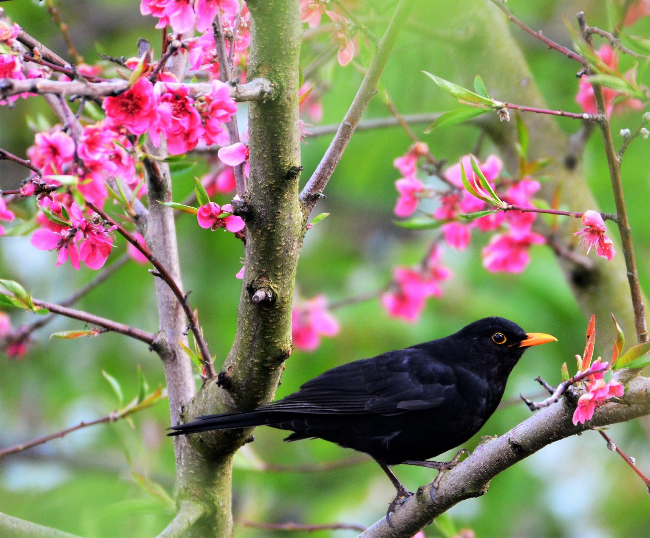 Amsel (Turdus merula)