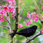 Amsel (Turdus merula)