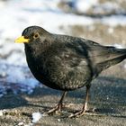 Amsel (Turdus merula)