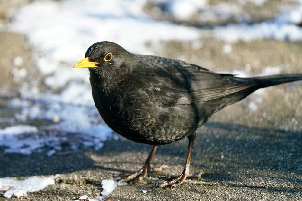 Amsel (Turdus merula)