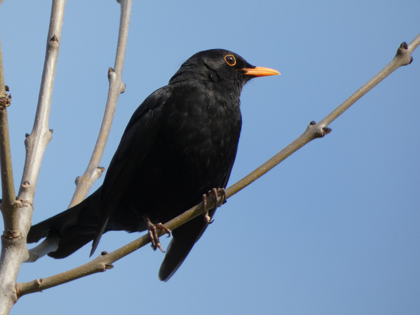 Amsel (Turdus merula)