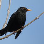 Amsel (Turdus merula)