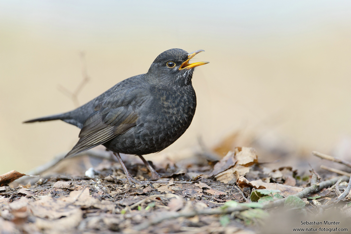 Amsel (Turdus merula)