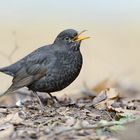 Amsel (Turdus merula)