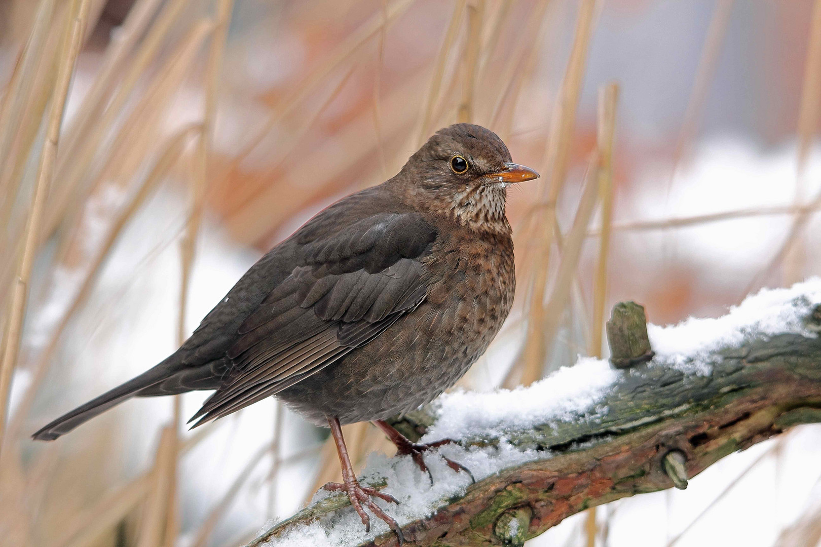 Amsel (Turdus merula)