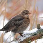 Amsel (Turdus merula)