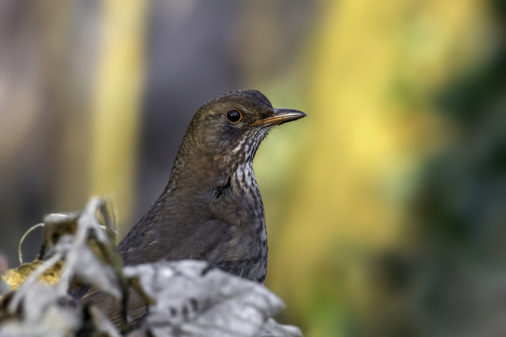 Amsel (Turdus merula)