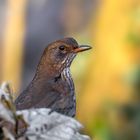 Amsel (Turdus merula)