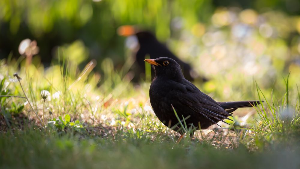 Amsel (Turdus merula)