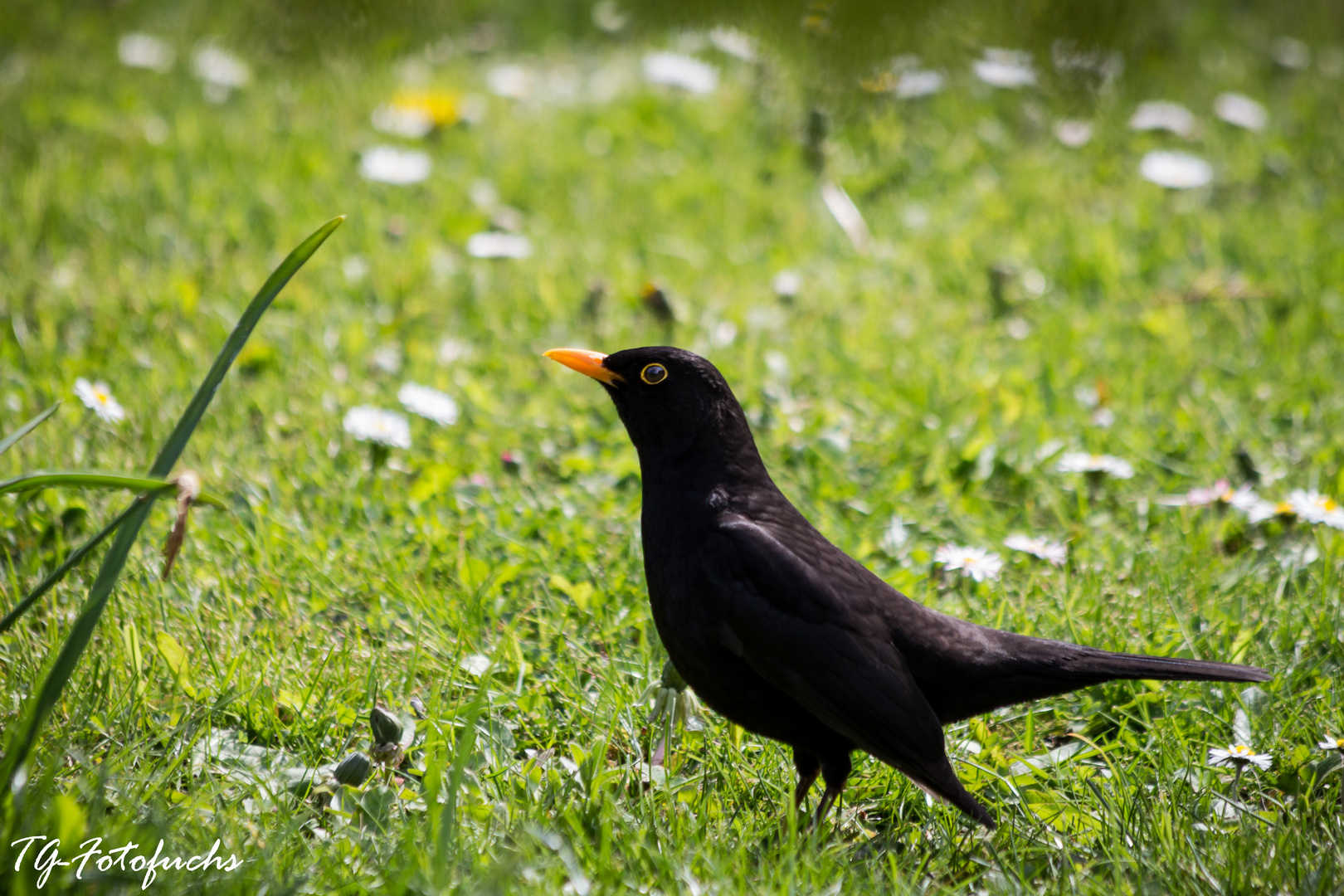 Amsel (Turdus merula)