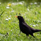 Amsel (Turdus merula)