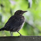 Amsel (Turdus merula)