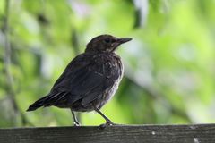 Amsel (Turdus merula)