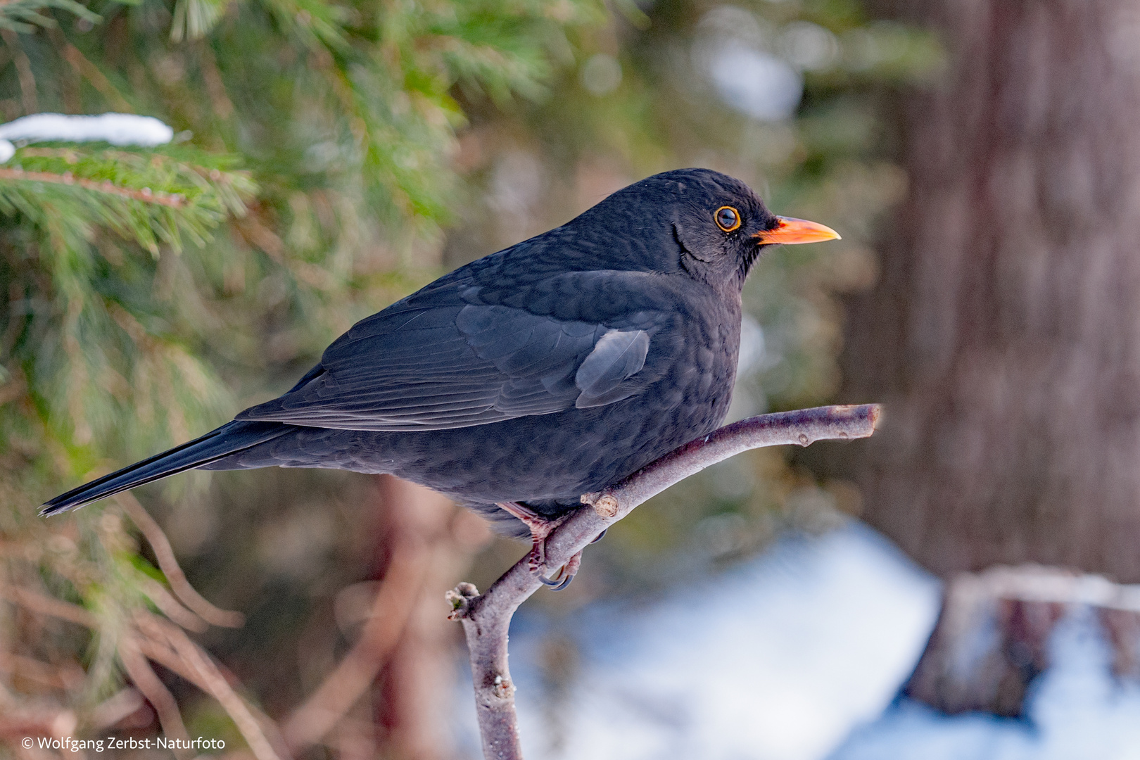 Amsel. ( Turdus merula )