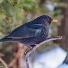 Amsel. ( Turdus merula )