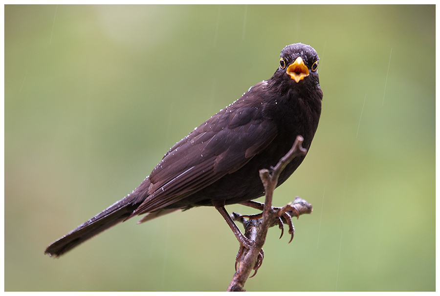 Amsel (Turdus merula)