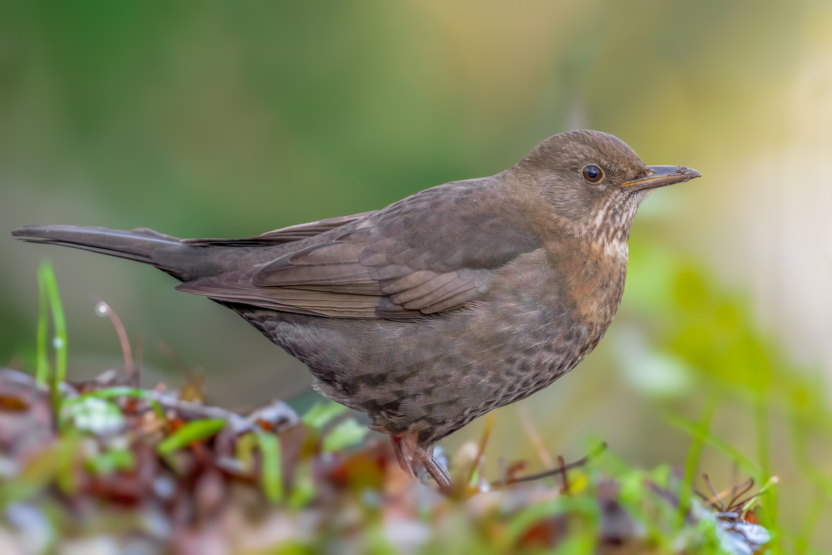 Amsel (Turdus merula)