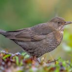 Amsel (Turdus merula)