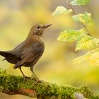 Amsel (Turdus merula)