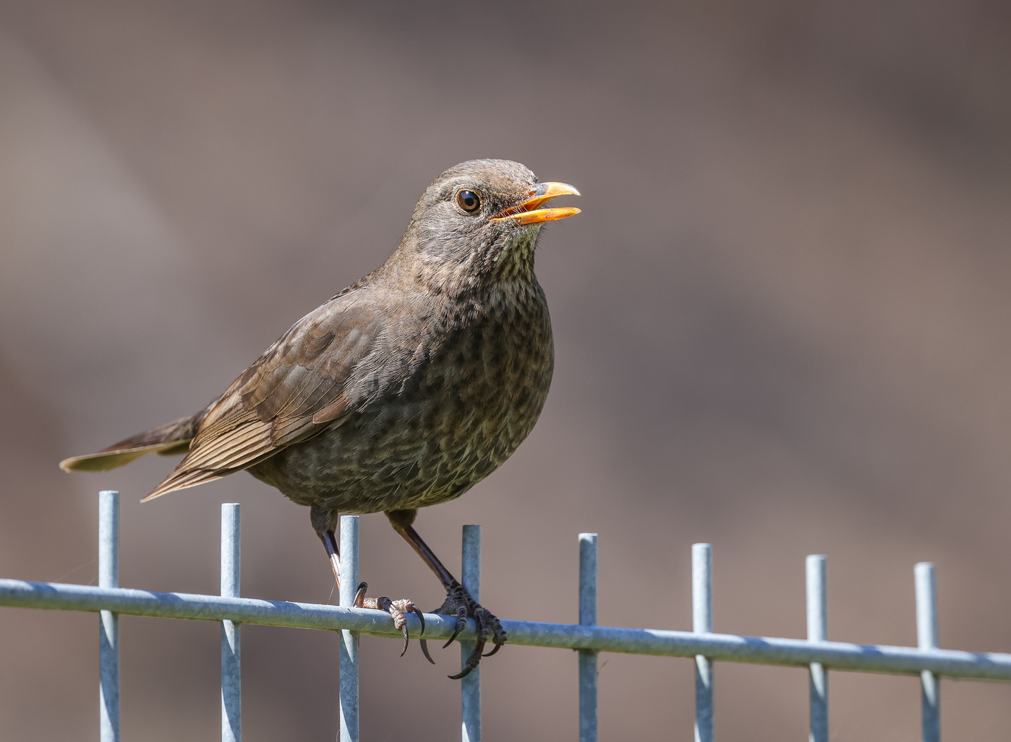 Amsel (Turdus merula)