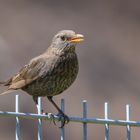 Amsel (Turdus merula)