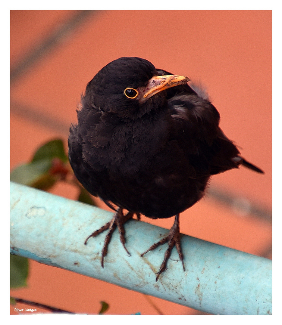 Amsel (Turdus merula)