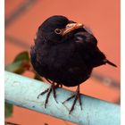 Amsel (Turdus merula)