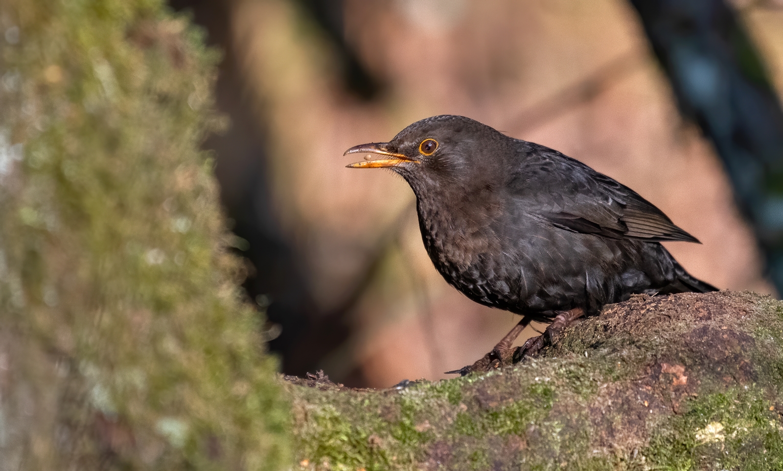 Amsel ( Turdus merula )