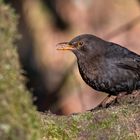 Amsel ( Turdus merula )