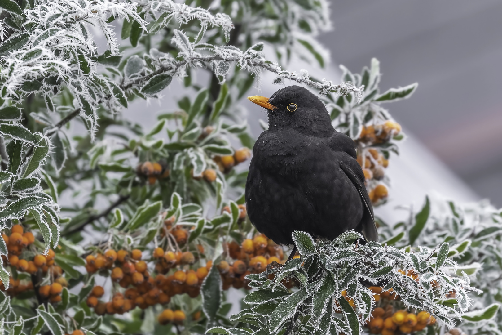 Amsel (Turdus merula)