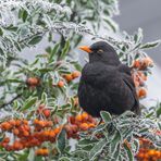 Amsel (Turdus merula)