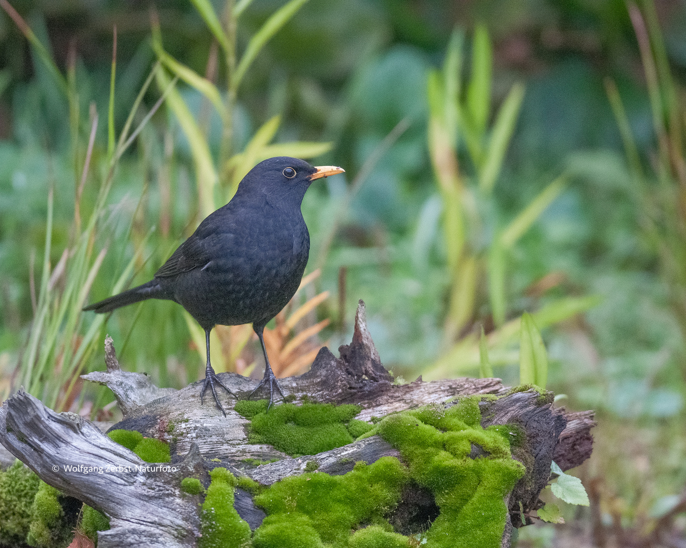 ----Amsel ---   ( Turdus merula )-