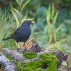 ----Amsel ---   ( Turdus merula )-