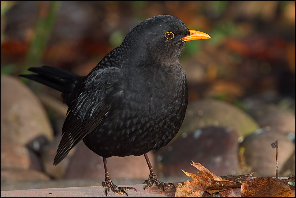 Amsel (Turdus merula)