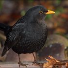 Amsel (Turdus merula)