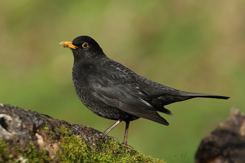 Amsel (Turdus merula)